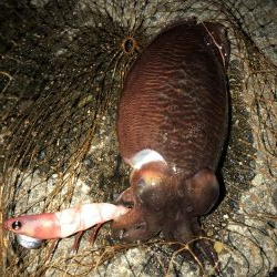 コウイカ連チャン