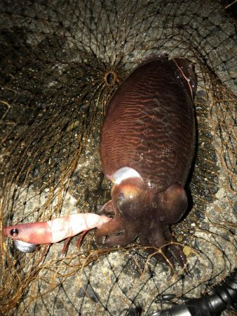 コウイカ連チャン