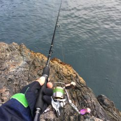 シブシブ エギング