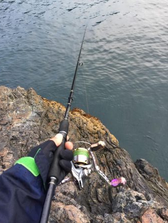 シブシブ エギング