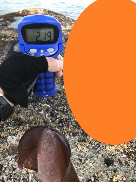 春イカひさびさにエギングで２キロアップ