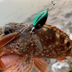 ロックフィッシュ