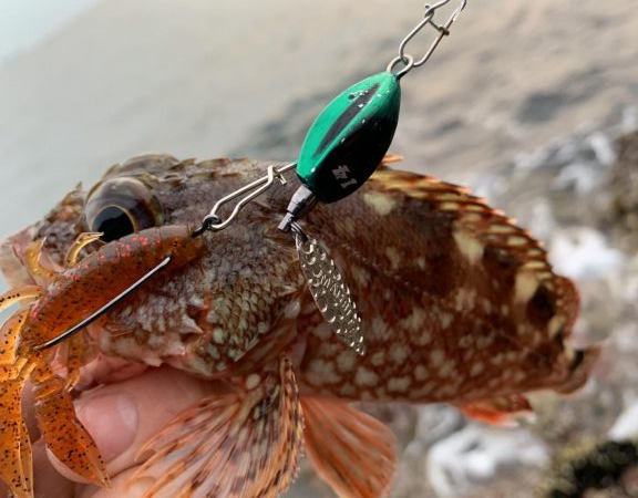 ロックフィッシュ