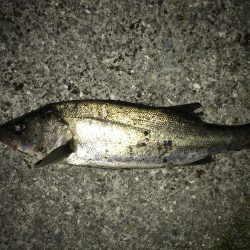 西宮浜跳ね橋周辺バチ抜け調査