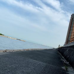 東側水道にてツバス