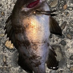 アジングのはずが