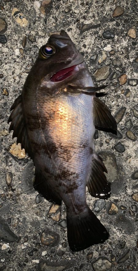 アジングのはずが