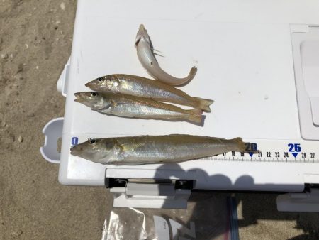 ちょい投げでキス