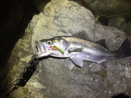 ヌーチーとバスーシ