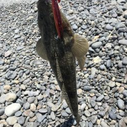 サーフ初ゲット。