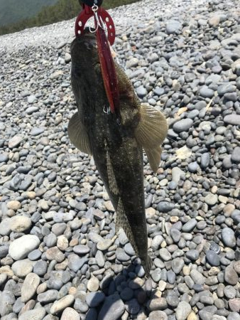 サーフ初ゲット。