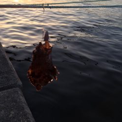 ライトワインド