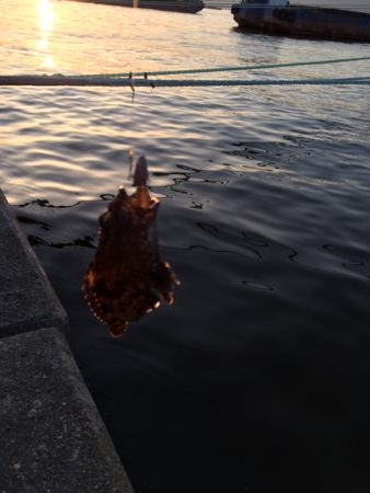 ライトワインド