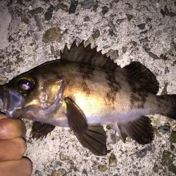 虫ヘッドでメバリング