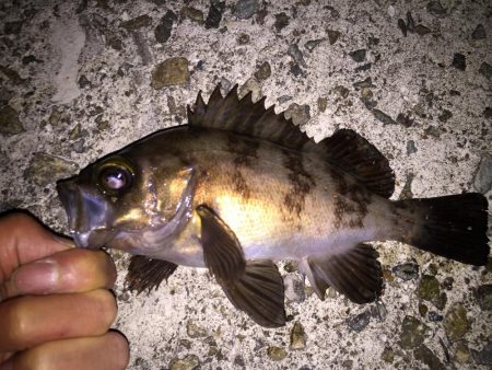 虫ヘッドでメバリング