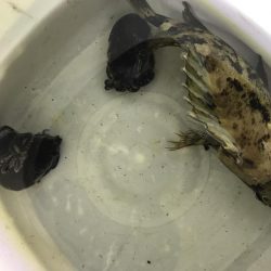 久しぶりのコウイカ、カサゴ