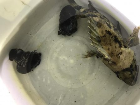 久しぶりのコウイカ、カサゴ