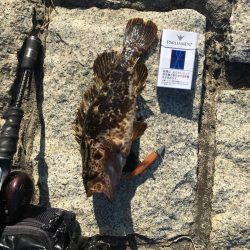 お手軽たけのこめばる