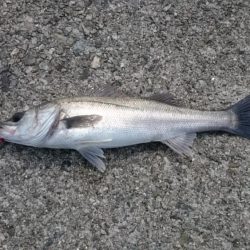 チーバスとシーバス