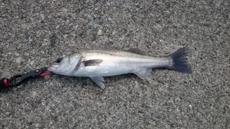 チーバスとシーバス