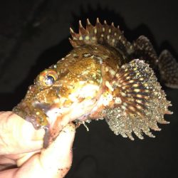 メバル、ガッシー釣行