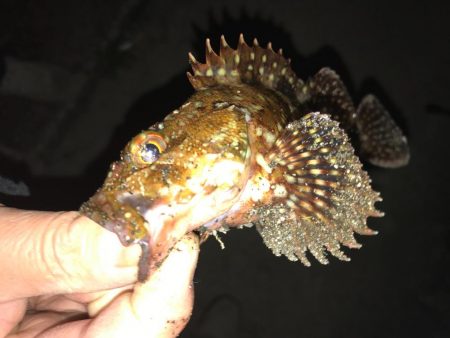 メバル、ガッシー釣行