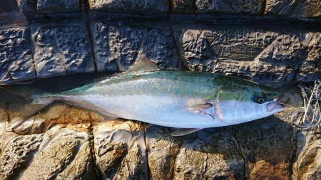 ショアスパルタン