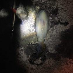 真夜中の連続ヒットでした。