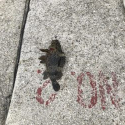 アナゴ釣りpart 2