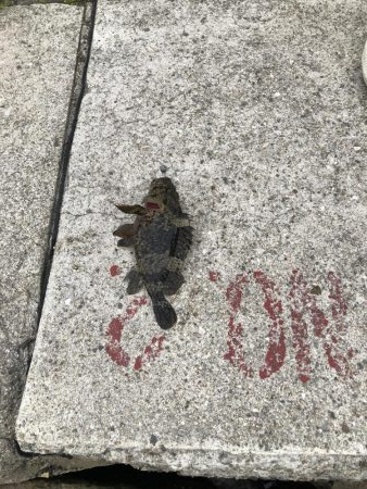 アナゴ釣りpart 2