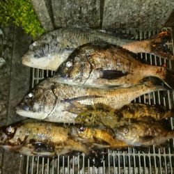 残りメバルを探してデカメバル