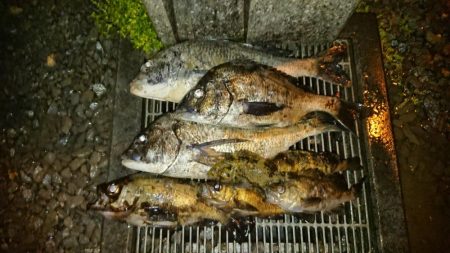 残りメバルを探してデカメバル