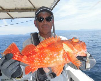 土佐安芸のハマちゃんの釣果