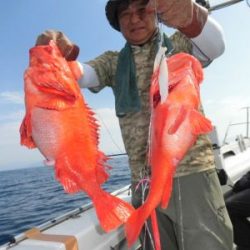 土佐安芸のハマちゃんの釣果