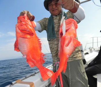 土佐安芸のハマちゃんの釣果