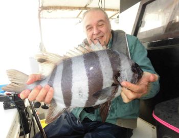 土佐安芸のハマちゃんの釣果