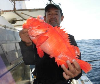 土佐安芸のハマちゃんの釣果