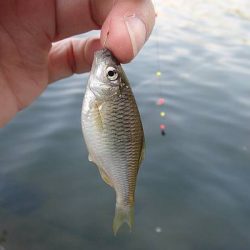 北摂地域でタナゴ釣り