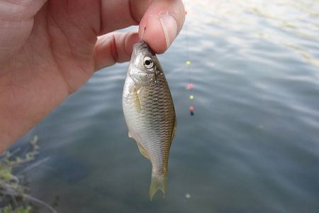 北摂地域でタナゴ釣り