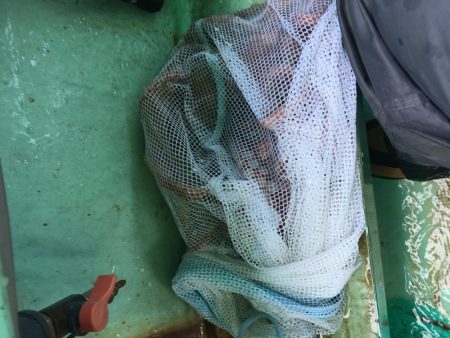 タコ釣りスタート