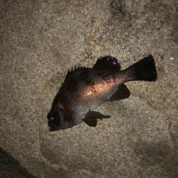 自己最高記録更新ガシラ