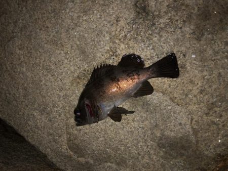 自己最高記録更新ガシラ