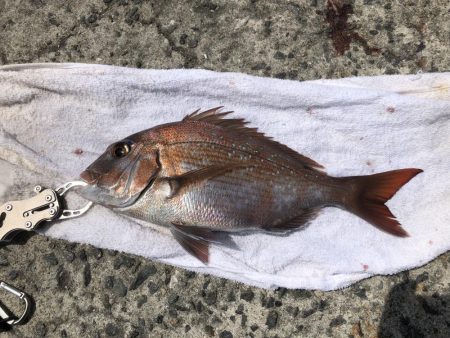 エビ撒きでタイ釣れた〜