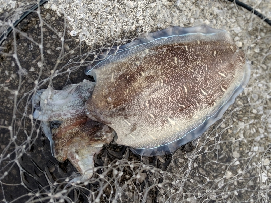夕まずめの確信！モンゴウイカ