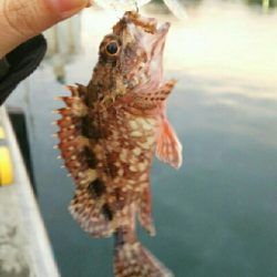 ちっちゃいカサゴ