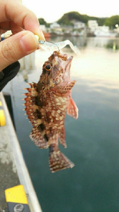 ちっちゃいカサゴ