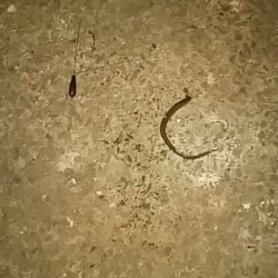 貧果ですが･･･