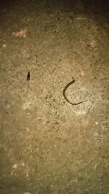 貧果ですが･･･