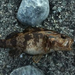 令和のメバルさがし