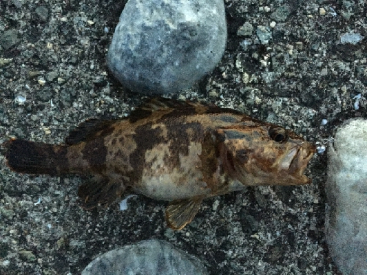 令和のメバルさがし